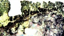 Roma, Colosseo, travertino con pellicola ad ossalati e concrezione nerastra superficiale, osservazione al microscopio polarizzato in sezione sottile, Ingrandimento 25x.